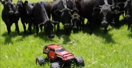 Šta se desi kada se na livadi sretnu krave i automobil na baterije (VIDEO)