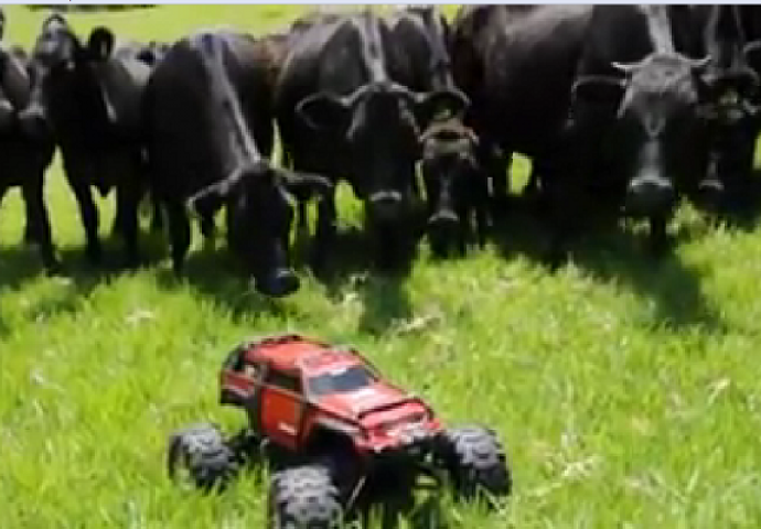 Šta se desi kada se na livadi sretnu krave i automobil na baterije (VIDEO)