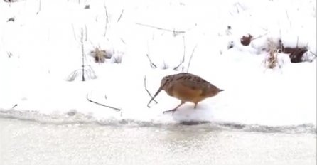 Ovo će vam popraviti dan i izmamiti osmijeh na lice (VIDEO)