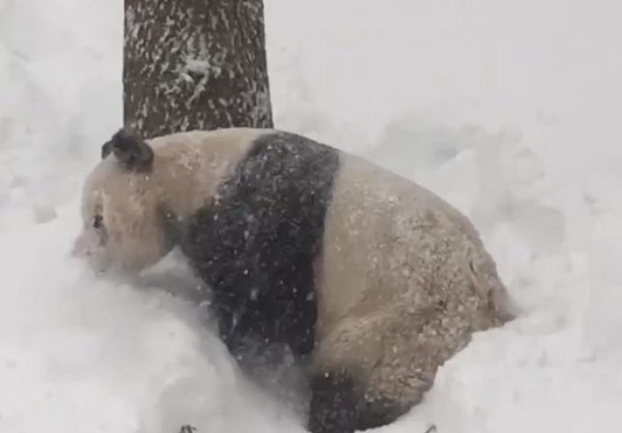 (VIDEO) Kad vidite šta ova panda radi, odmah ćete zavoljeti snijeg