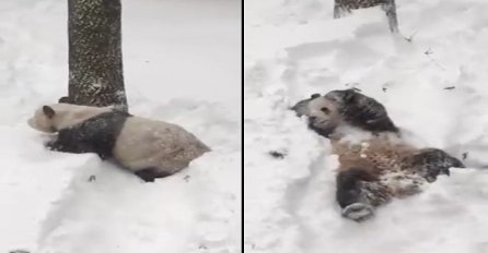 Panda je prvi put ugledala snijeg, a njena reakcija će vas jednostavno istopiti (VIDEO)