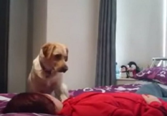 Za ne povjerovati: Pogledajte kako pas upozorava vlasnicu da će dobiti epileptični napad!