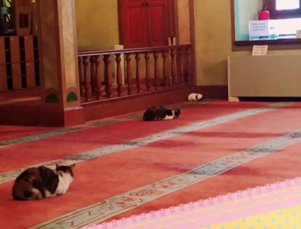 stray-cats-mosque-aziz-mahmud-hudayi-mustafa-efe-istanbul-turkey-2