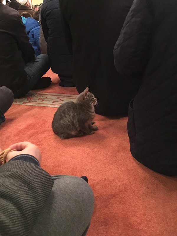 stray-cats-mosque-aziz-mahmud-hudayi-mustafa-efe-istanbul-turkey-4