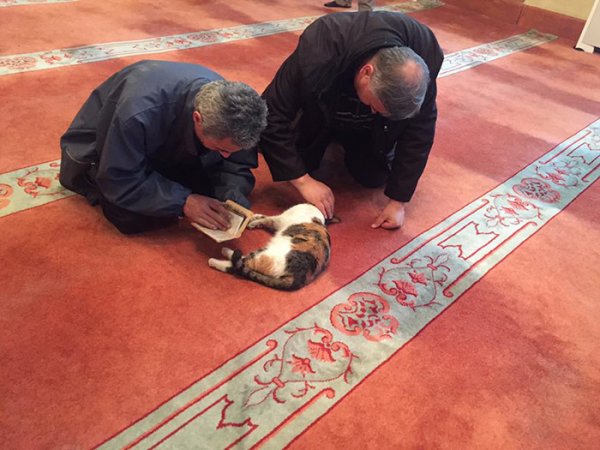 stray-cats-mosque-aziz-mahmud-hudayi-mustafa-efe-istanbul-turkey-5