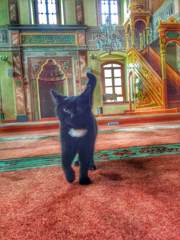 stray-cats-mosque-aziz-mahmud-hudayi-mustafa-efe-istanbul-turkey-10