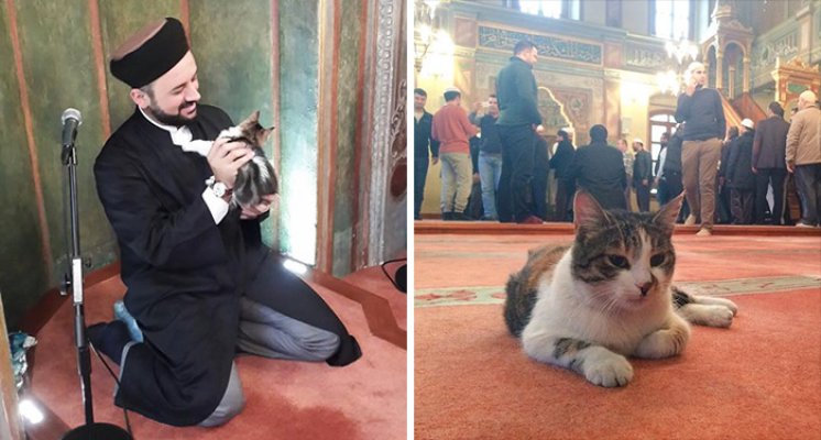 stray-cats-mosque-aziz-mahmud-hudayi-mustafa-efe-istanbul-turkey-11