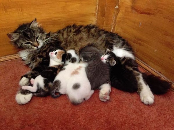 stray-cats-mosque-aziz-mahmud-hudayi-mustafa-efe-istanbul-turkey-21