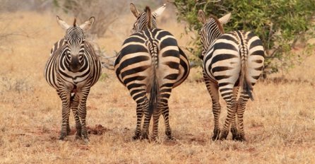 Zašto zebre imaju pruge?