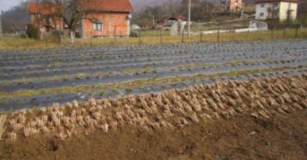 Ukradeno 4.000 sadnica malina u Srebrenici