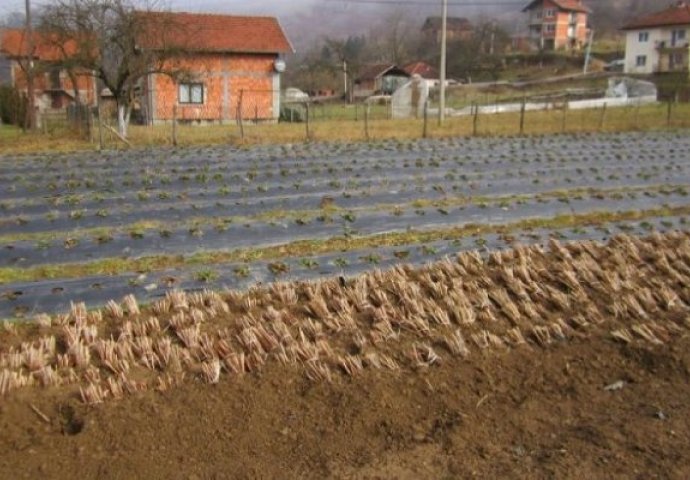 Ukradeno 4.000 sadnica malina u Srebrenici