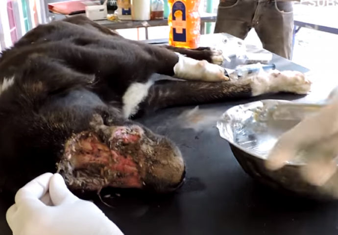 Uznemirujući snimak: Pas kojem su crvi pojeli lice nevjerovatno se oporavio