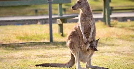 Australija: Mladić planirao izvesti teroristički napad kengurom
