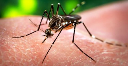 Kanada: Troje zaraženih virusom "zika"