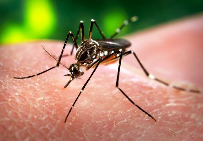 Kanada: Troje zaraženih virusom "zika"