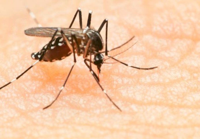 WHO: Zika virus predstavlja opasnost za cijeli svijet, prioritet je zaštiti trudnice i njihove bebe