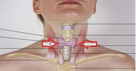 Štitna žlijezda ima  značajnu funkciju u našem organizmu, evo šta vam treba da bude zdrava