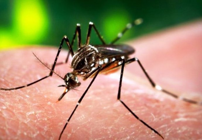 Dok se virus zika širi u Centralnoj Americi: Honduras počeo sa provođenjem masovne dezinsekcije