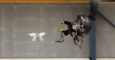 Holandska policija  obučava orlove za hvatanje dronova 