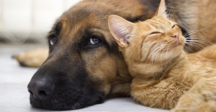 Pas ili mačka: Konačno odgovor na pitanje koji je kućni ljubimac bolji