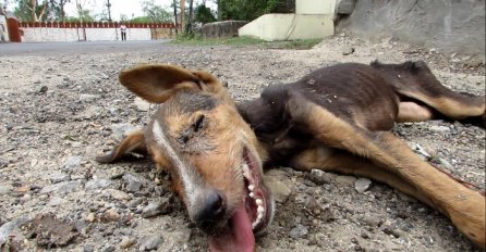 Ovaj pas je bio na korak do smrti, ali onda se desilo nešto čudesno (VIDEO)