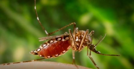 U Španiji potvrđen četvrti slučaj virusa Zika