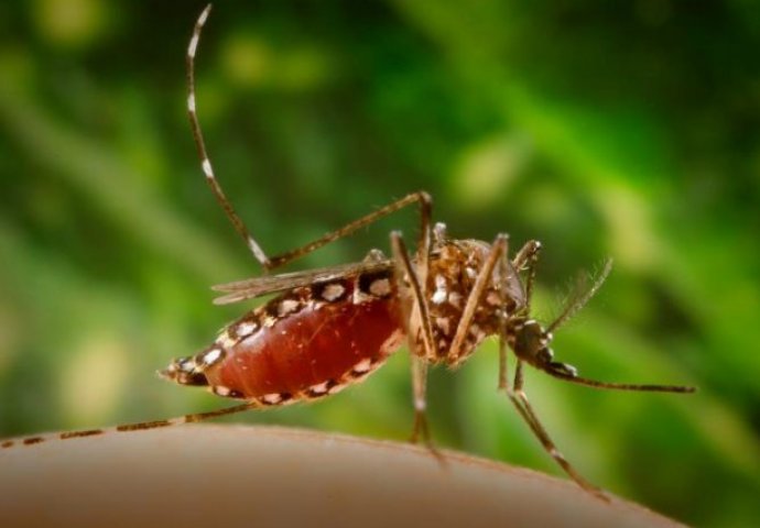 U Španiji potvrđen četvrti slučaj virusa Zika