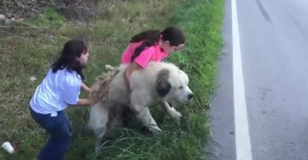 Ležao je pored ceste gotovo odustao od života, ali nastavak priče će vas oduševiti (VIDEO)