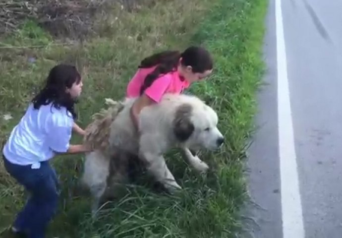 Ležao je pored ceste gotovo odustao od života, ali nastavak priče će vas oduševiti (VIDEO)