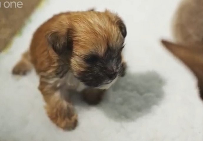 Majka je odbila svog tek rođenog psića, a onda se dogodilo nešto neodoljivo (VIDEO)