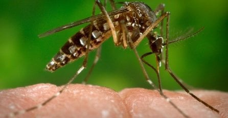 WHO: Vakcina protiv virusa zika tek za 18 mjeseci