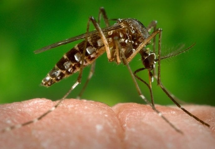 WHO: Vakcina protiv virusa zika tek za 18 mjeseci