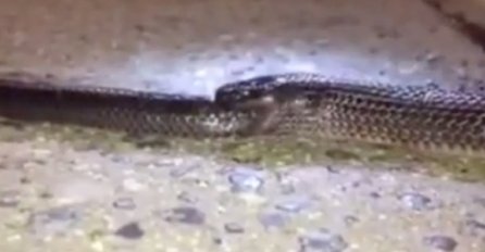 Lovio zmiju, a "ulovio" prizor kakav se ne viđa svaki dan (VIDEO)