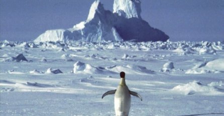 Zbog sante leda veličine Rima uginulo 150.000 pingvina