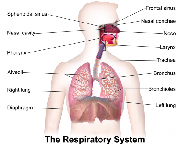 respiratory-system