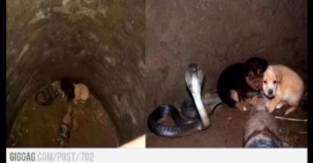 Za ne povjerovati: Kobra branila štence koji su upali u bunar, sve dok pomoć nije stigla (VIDEO)