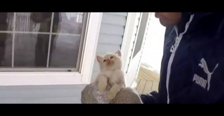 Pronašli su smrznutu macu, a kada su je unijeli u toplu kuću desilo se čudo (VIDEO)