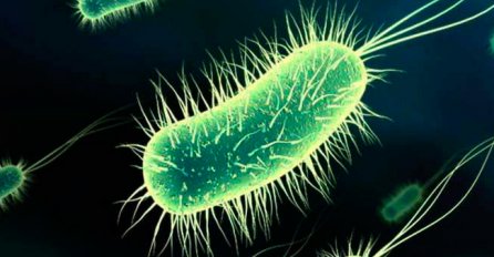  Infekcija Escherichijom coli