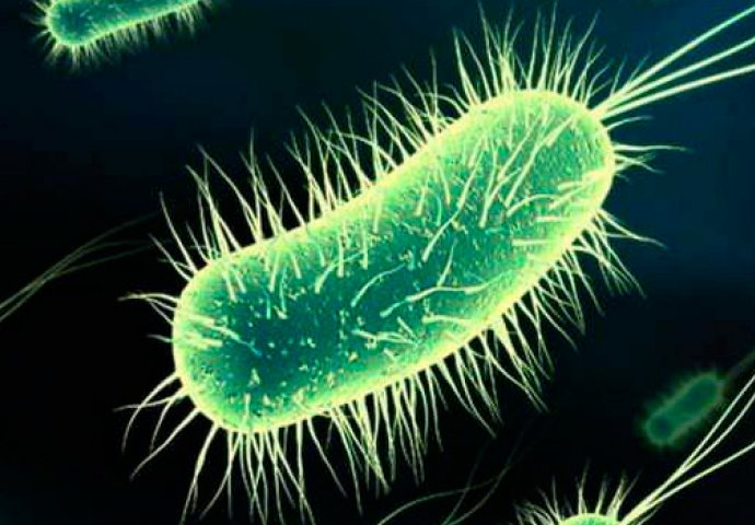  Infekcija Escherichijom coli