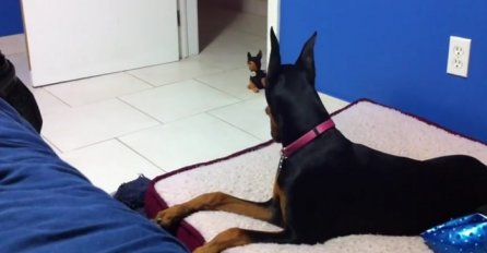 Kada je veliki doberman vidio malog psa igračku, reagovao je urnebesno (VIDEO)