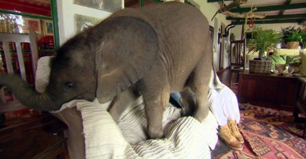 Vjerovali ili ne ovoj ženi je slon kućni ljubimac: Evo kako izgleda njihovo druženje (VIDEO)