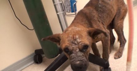 Spasio štene od eutanazije, i tek onda vidio nešto strašno