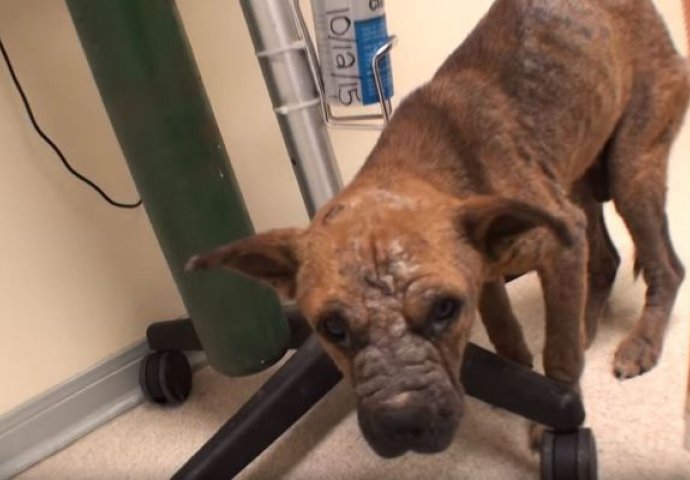 Spasio štene od eutanazije, i tek onda vidio nešto strašno