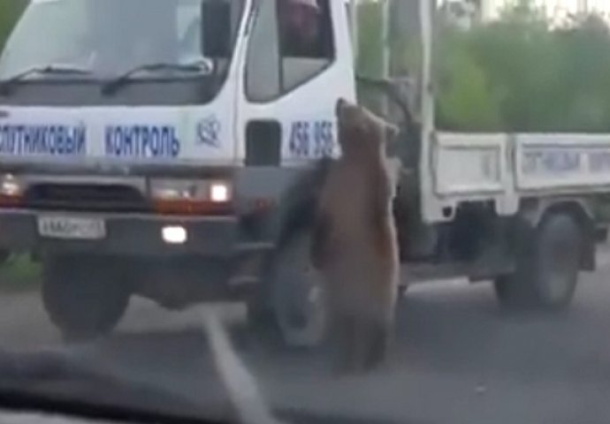 Zamislite da vam pravi medvjed naplaćuje putarinu, njima se baš to desilo (VIDEO)