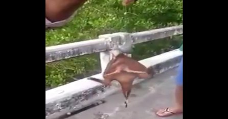 Pecaroš sa Tajlanda uhvatio čudno stvorenje: Upecana riba koja ima noge (VIDEO)