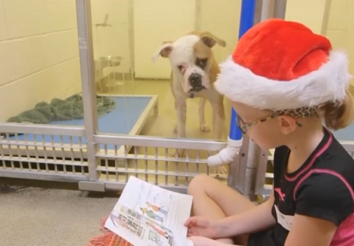 Neobično sklonište za pse: Ovdje se svakoga dana desi nešto čarobno (VIDEO)