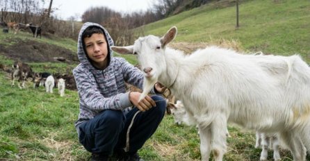 Dječak Jasmin koji je umjesto bicikla želio kozu sada ih ima 25