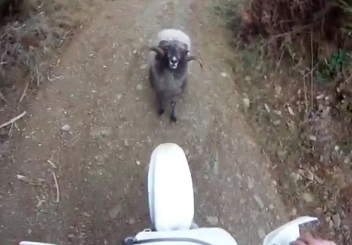 Ušao je na njegovu teritoriju ali se ubrzo i pokajao (VIDEO)