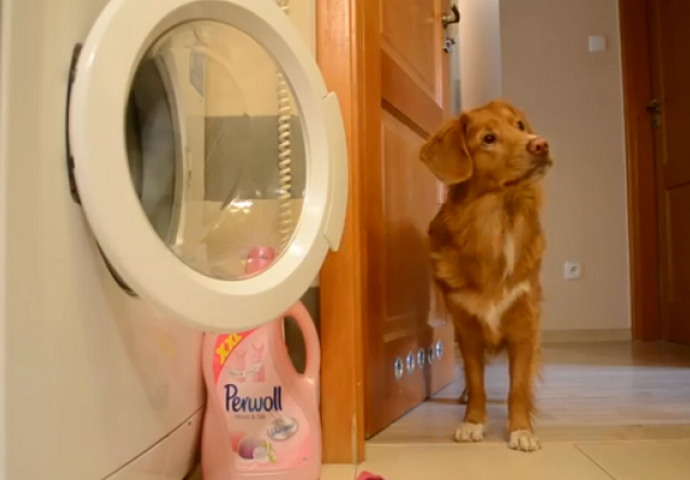 Kada su usvojili ovog psa nisu ni slutili šta ih čeka, pogledajte šta on radi svaki dan (VIDEO)