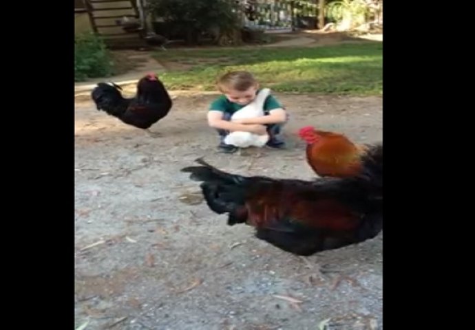  Urnebesno: Pogledajte ovo neobično prijateljstvo dječaka i kokoške (VIDEO)
